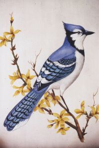Blue Jay